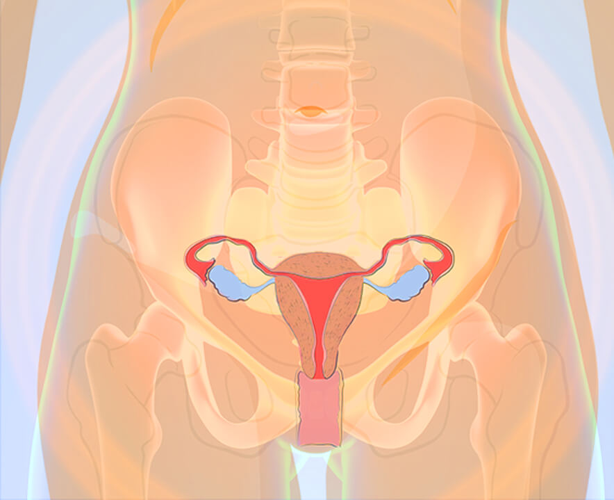 female pelvic anatomy showing uterus ovaries and pelvic organs urogynecology treatment